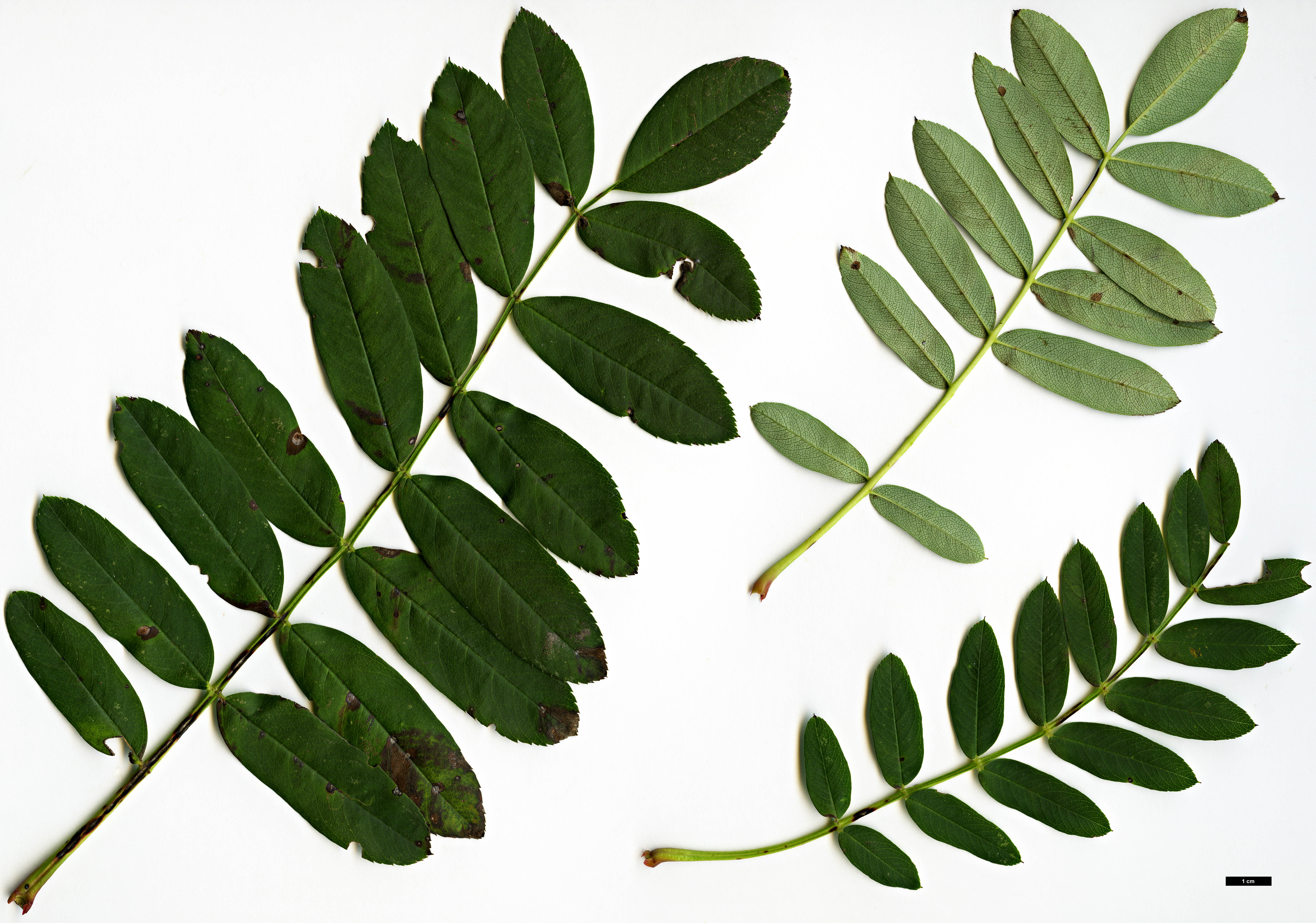 High resolution image: Family: Rosaceae - Genus: Sorbus - Taxon: bulleyana